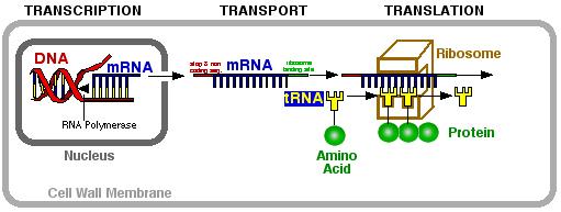 NUCLEIC ACIDS CONTINUED Ribonucleic Acid (RNA): there are 3 types 1. Messenger RNA (mrna) 2.