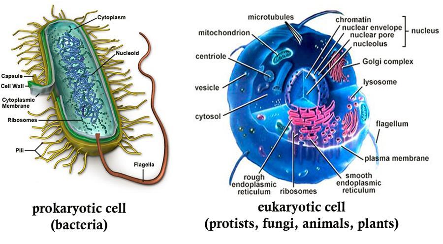 types of cells Relate the structure