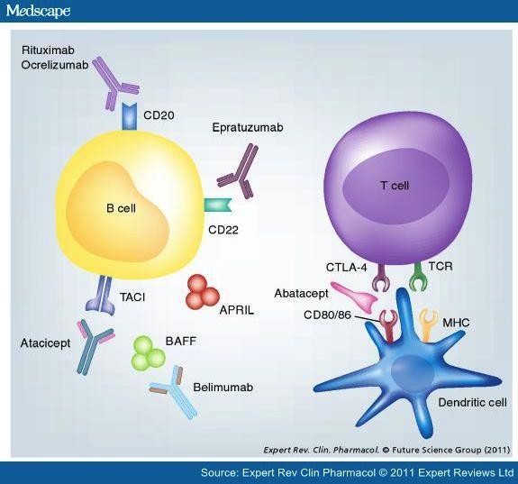 Novel target therapy in LUPUS Adaptive immunity B cell pathway B cell depletion Inhibition f Bcell activation Plasma