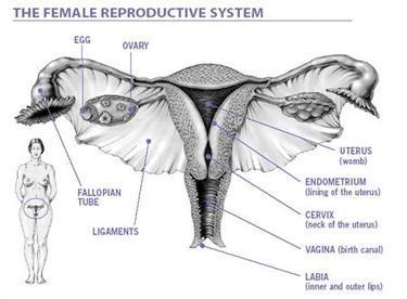 The Female Reproductive