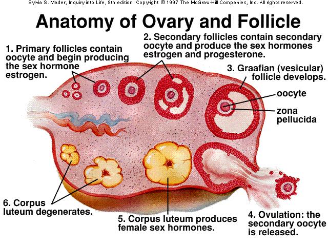 1. Ovaries The ovaries are a pair of glands resembling unshelled almonds in shape and size. They are positioned in the upper pelvic cavity, one on each side of the uterus.