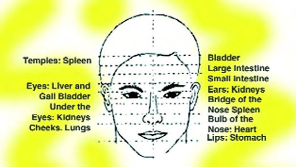 Facial Zone Forehead Between the Eyes Under the Eyes The Nose The Cheeks Organ or System In descending order down the forehead: Bladder, LargeÂ Intestine, Small Intestine.