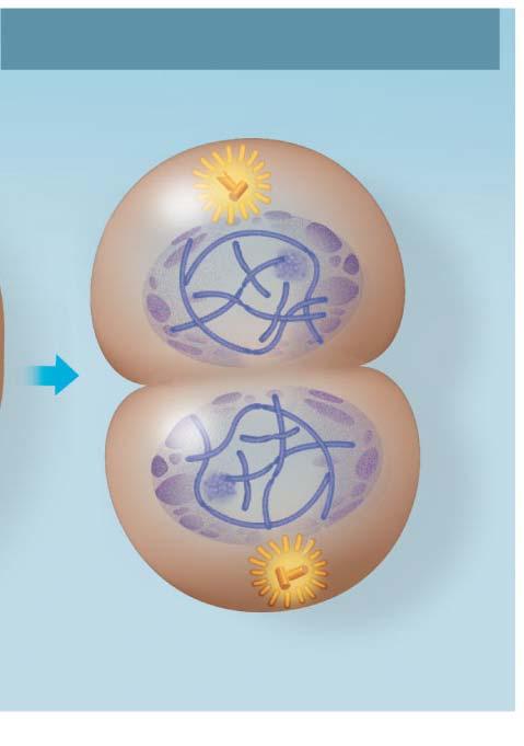 Telophase Cell membrane pinches in forming a cleavage furrow. Telophase and Cytokinesis Cleavage furrow Nucleolus forming Spindle fibers are gone Nuclear envelope reforms.