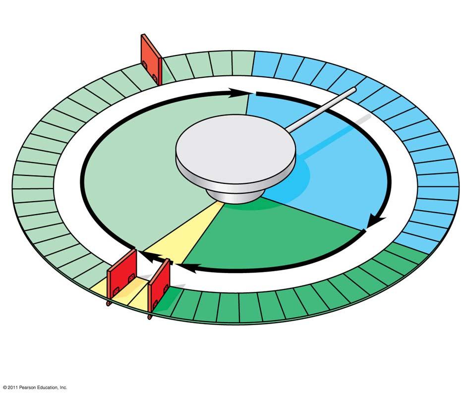 The Cell Cycle Control System The sequential events of the cell cycle are directed by a distinct cell cycle control system, which is similar to a clock The cell cycle control system is regulated by