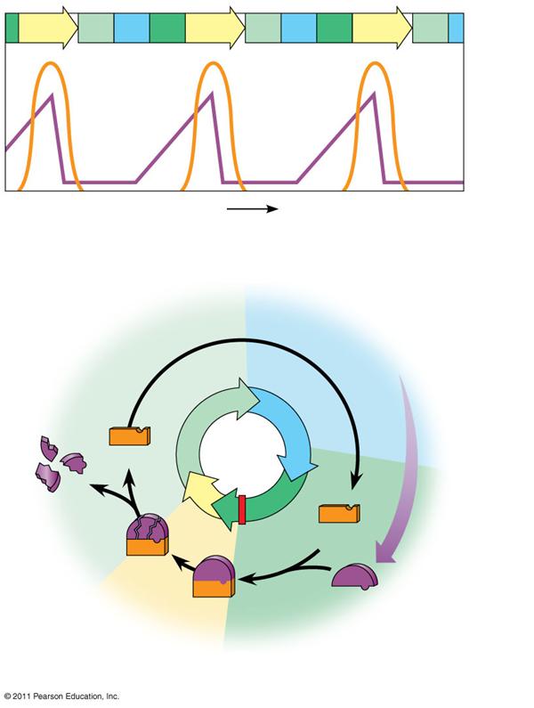 The Cell Cycle Clock: Cyclins and Cyclin- Dependent Kinases Two types of regulatory proteins are involved in cell cycle control: cyclins and cyclin-dependent kinases (Cdks) Cdks activity fluctuates