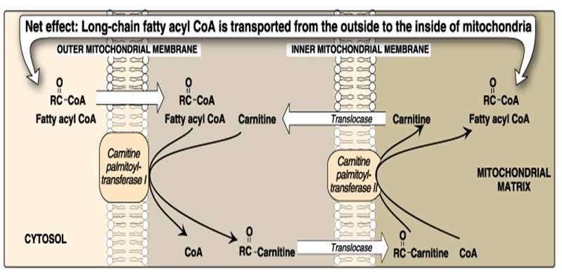 Reactions of β-oxidation **now we will talk about the reaction of fatty acyl CoA.