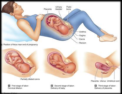 .. Relaxin from placenta softens the cervix and pelvis Uterus has mild contractions.