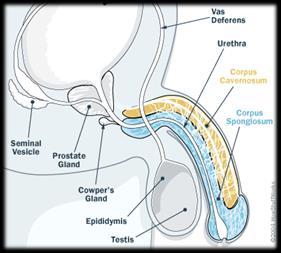 Signals for erection and ejaculation Arousal Pudenal nerves carry signals from