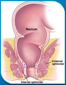 Normal bowel emptying When stool enters the rectum, the internal anal sphincter muscle automatically relaxes to open up the anal canal. This allows stool to enter the upper anal canal.