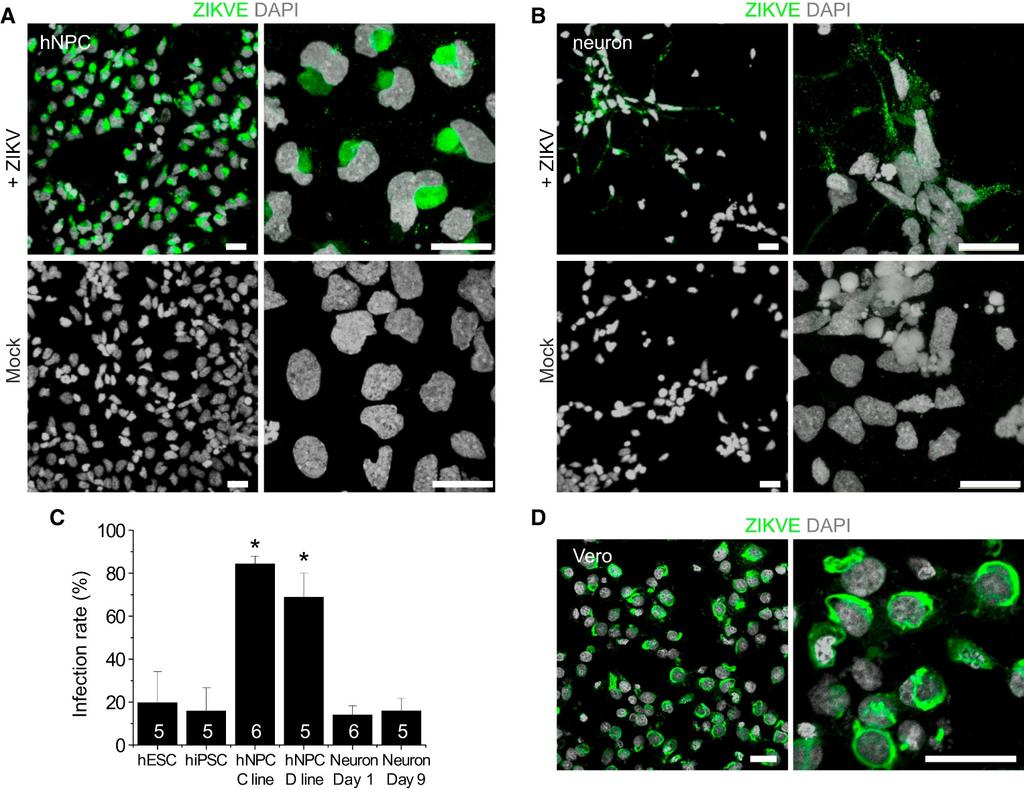 Figure 1 Tang H et al, Cell Stem celldoi: 10.1016/j.stem.