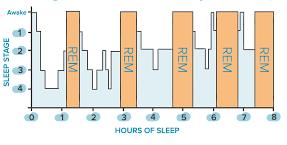 Science of sleep Two main stages of sleep REM (Rapid Eye Movement) When