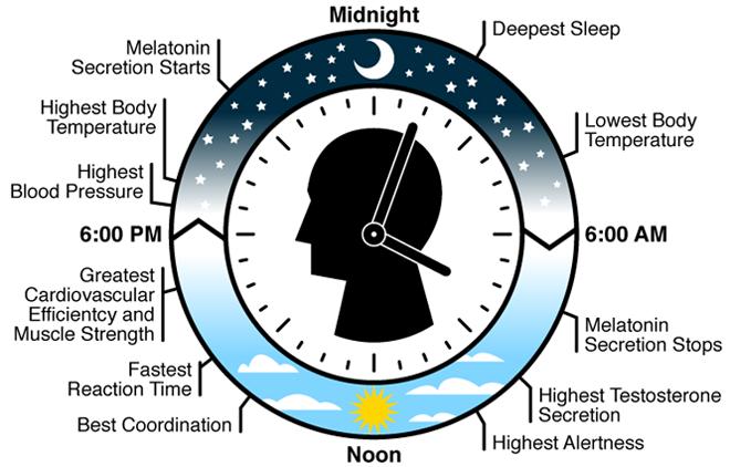 Biological clock Circadian rhythm Synched to about a 24-hour cycle Influences the