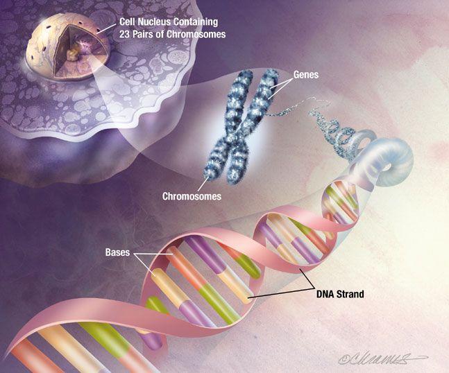 Nucleic acids Nucleic acids are information-rich polymers of nucleotides DNA and RNA Serve as the blueprints for proteins and thus control the life of a cell RNA and DNA are made up of very similar