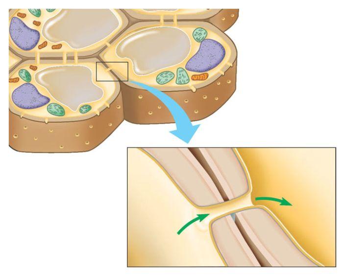 Cell surfaces: protect, support, and join cells interact via their surfaces Plasma membrane Plant cells Are supported by rigid cell walls made largely of cellulose
