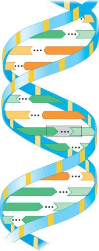 DNA and RNA have different functions: DNA