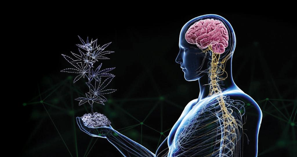 DISCOVERY OF THE ENDOCANNABINOID SYSTEM: Between 1988 and 1993 scientists and researchers discovered cannabinoid receptors in the brain (CB1) and immune system (CB2) and endogenous cannabinoids