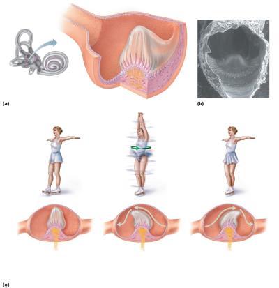 Figure 15.35a b Location, structure, and function of a crista ampullaris in the internal ear.