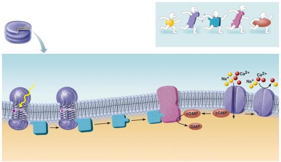 Figure 15.17 Events of phototransduction. Slide 6 Recall from Chapter 3 that G protein signaling mechanisms are like a molecular relay race. 1 Retinal absorbs light and changes shape.