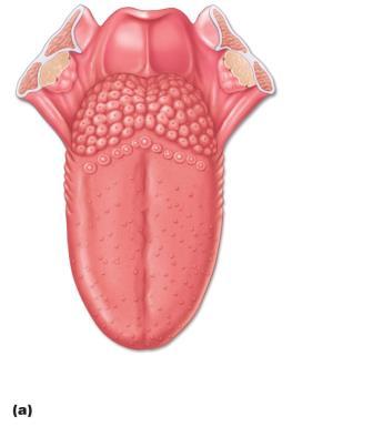 Figure 15.22a Location and structure of taste buds on the tongue. Epiglottis Foliate papillae Fungiform papillae Taste buds are associated with fungiform, foliate, and vallate papillae.