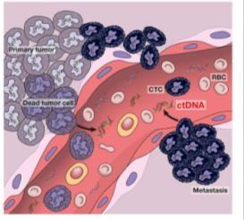 detection of colorectal cancer Aim: determine prognostic value of ctdna