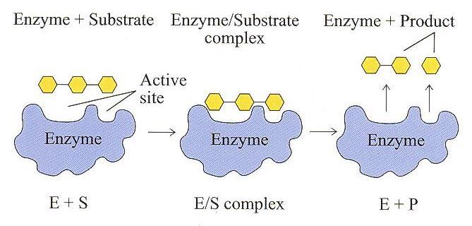 F. Substrate substance upon which a certain enzyme acts G. Naming enzymes add ase to substrate a.