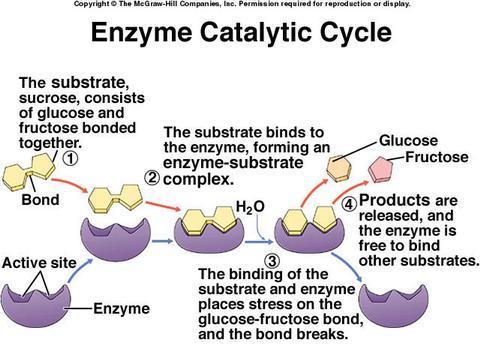 *Note: Anabolic to build Catabolic to break down *Enzymes can create or break down molecules at