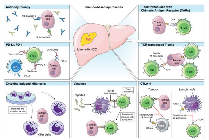 Immune based approaches in HCC