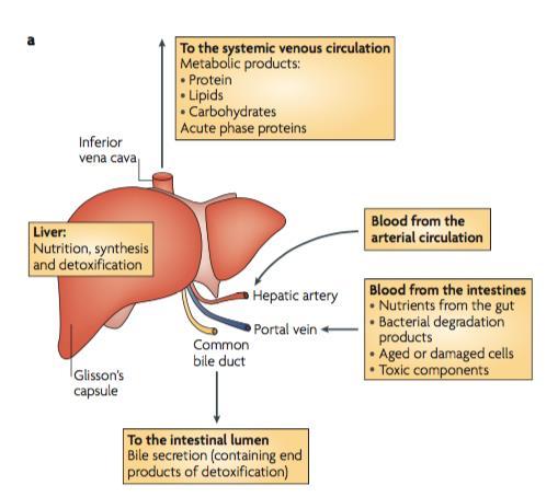 Liver general anatomy and function Strategic location: Arterial (hepatic artery) and venous