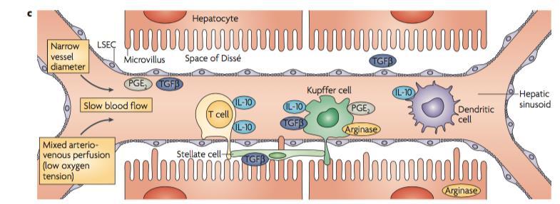 Liver: an immune-tolerant environment Hepatic regulatory mechanisms prevent the induction of immunity in order to accommodate the exposure to intestinal pathogens and innocuous antigens from the