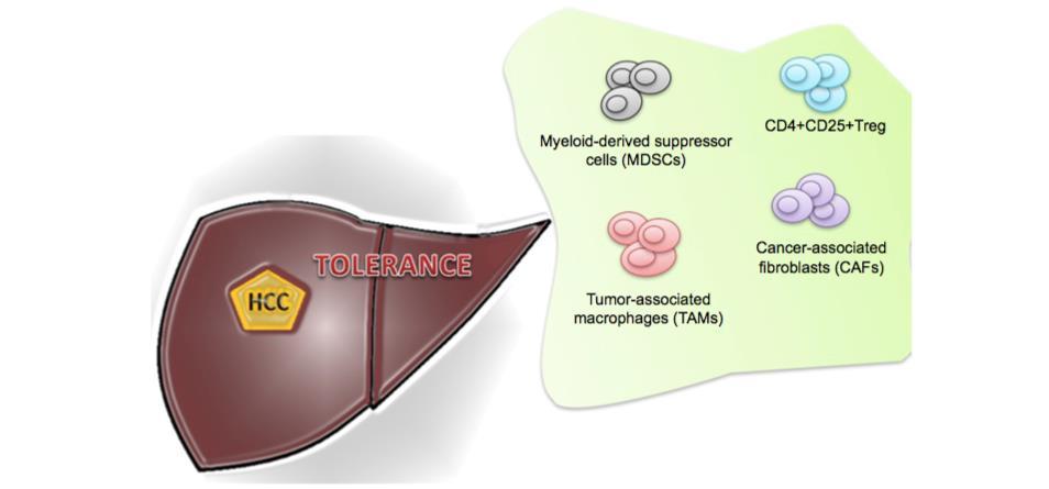 Immune cells involved in tumor tolerance in hepatocellular cancer (HCC) The inability of the immune system to recognize liver cancer cells is also explained by increase in regulatory T-cell (Tregs)