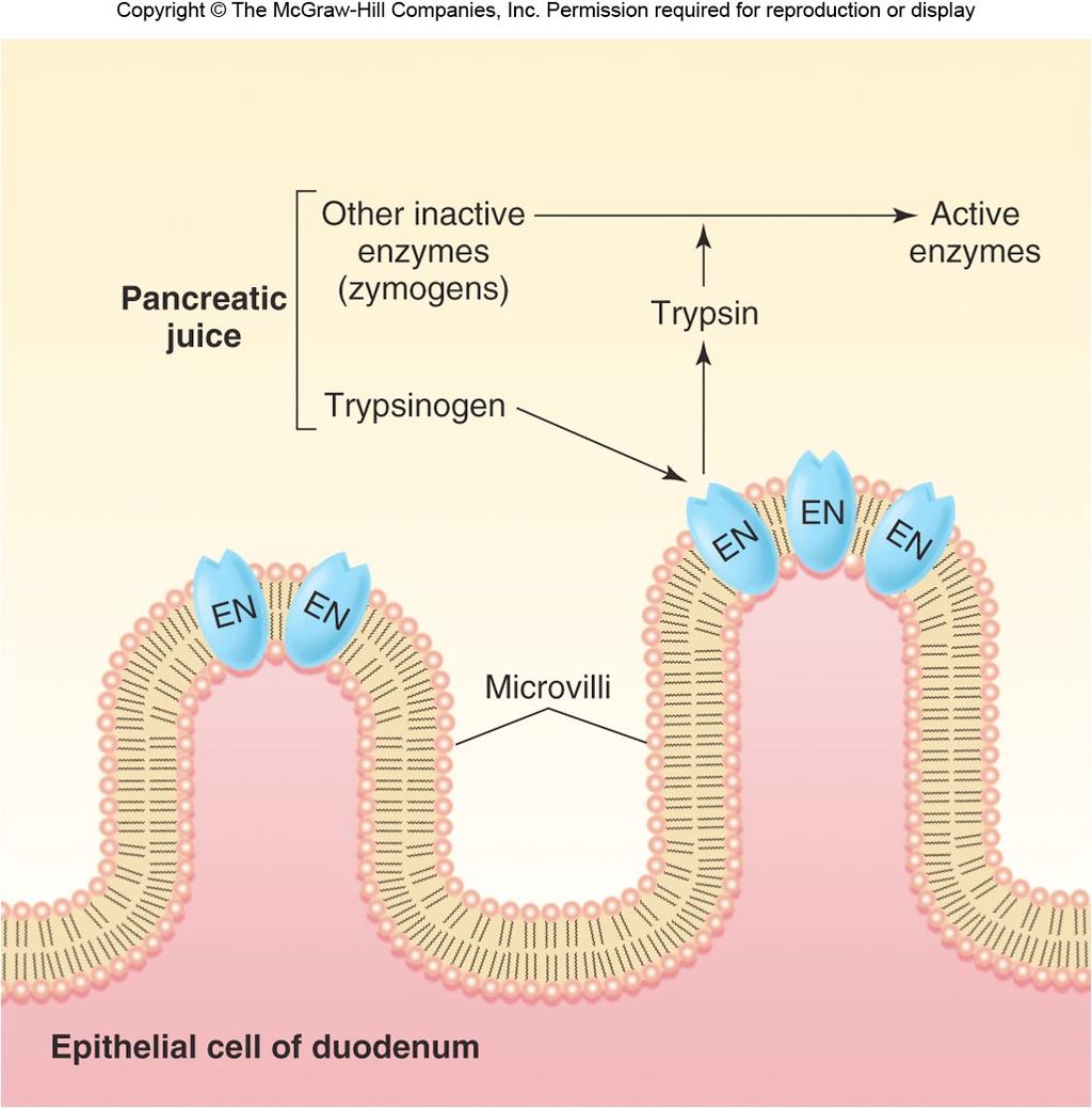 4 Pancreatic enzymes