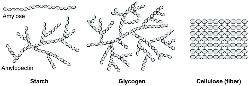 Glucose Polymers http://cnx.org/