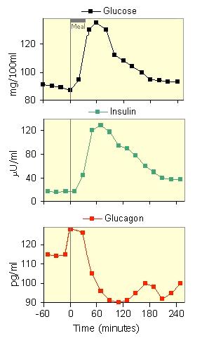 Insulin & Glucose profile after a meal http://www.ncbi.nlm.nih.gov/books/nbk1671/ Regulation of Beta Cells: increase insulin secretion Vagus nerve Ach plasma Glucose GI hormones Figure 18.