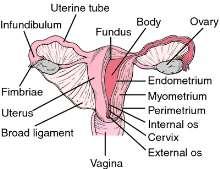 5. Female Reproductive Anatomy & Physiology.