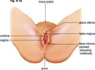 > Endometrium= secretes prostaglandin External Genitalia Vestibule =