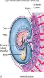 html Placenta The Fallopian Tubes Danger of an Out-of-place pregnancy = only