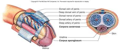 Erectile chambers of penis. Fig 15.10 Corpus cavernosa = upper left and right chamber. - have arterial blood supply to fill with blood.