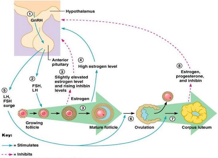Hormonal Control FSH Hypothalamus secretes GnRH ( ) and causes the anterior pituitary to secrete.