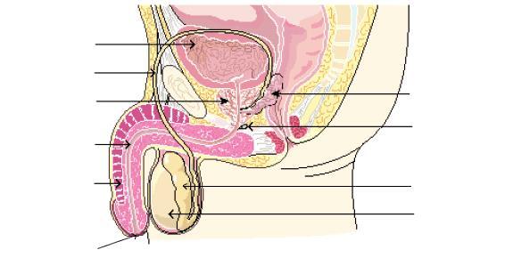 U15 PRACTICE: REPRODUCTIVE SYSTEMS 1. Label the following diagram of the male reproductive system. Provide a brief description of each structure's function below the diagram.
