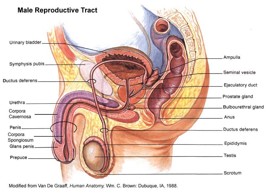 UNIT 15 ANSWER KEY U15 PRACTICE: REPRODUCTIVE SYSTEMS 1. Label the following diagram of the male reproductive system. Provide a brief description of each structure's function below the diagram.