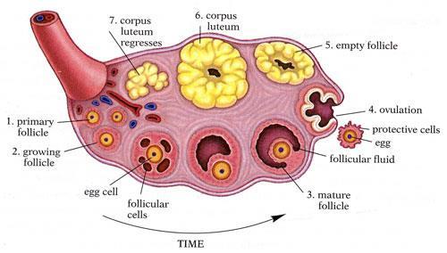 Day 14 Ovulation 6. Grafian Follicle (ovulation) LH is at its highest and triggers ovulation. Day 17-28 Luteal Phase 7.