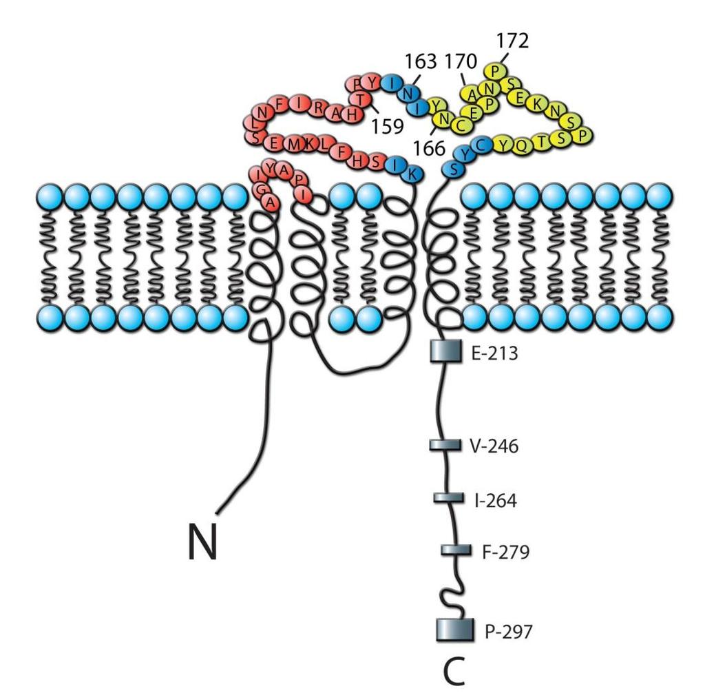Ofatumumab binding site Ofatumumab: A New Tool for CLL Rituximab binding site Human CD20 monoclonal antibody (mab) 1,2 Binds to small loop of CD20 Potent lysis of B cells More effective in vitro CDC