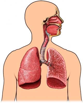 First thoughts: What is the key function of the respiratory system?