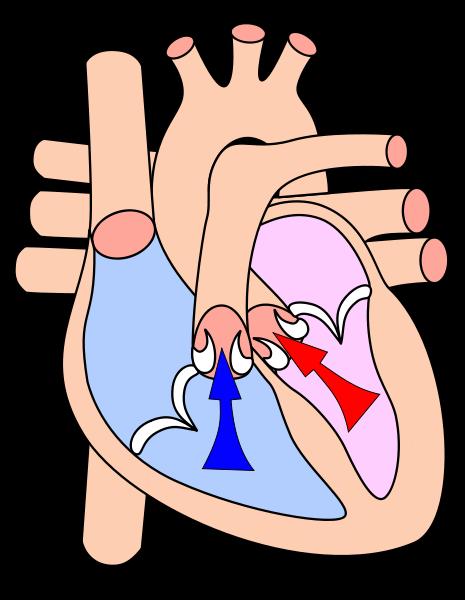 The heart operates a double circulatory system in which blood