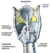 From the pharynx, the clean air moves down to the larynx. The Larynx or voice box is located between the pharynx and the trachea.