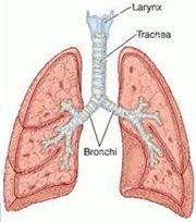The Trachea or Windpipe The trachea, or windpipe, is a bony tube portion of the respiratory