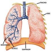 The Lungs are the organs of respiration (in-charge for breathing). The left bronchus leads to the left lung while the right bronchus leads to the right lung.