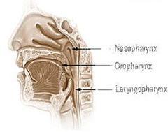 The Pharynx The clean air travels from the nasal passages to