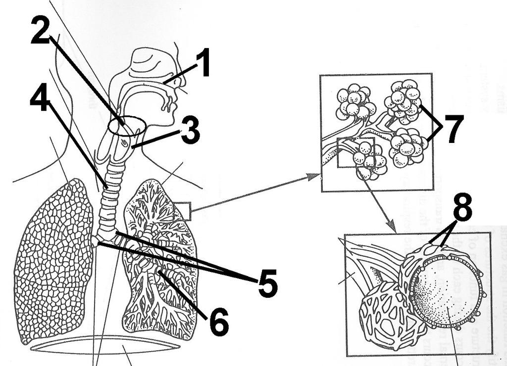 Label the Structures of the Respiratory System epiglottis nasal passages