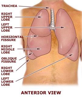 Lungs Right side has 3 lobes Left side 2